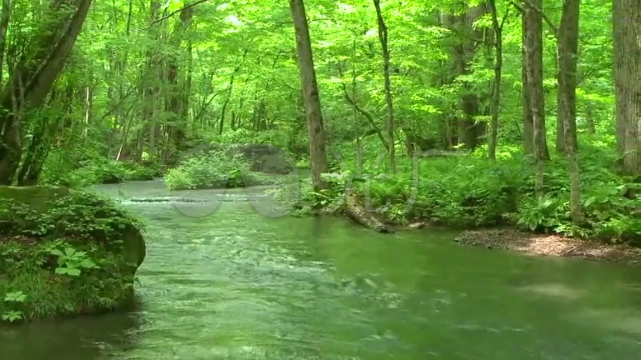 绿色森林山间小溪高清视频素材
