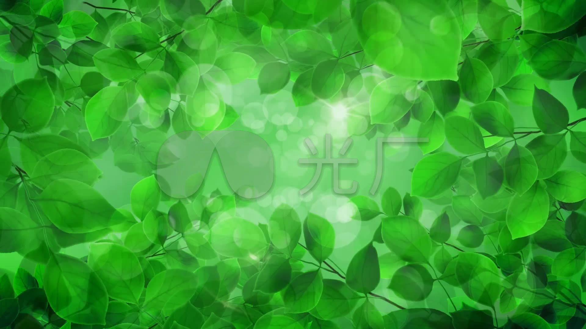 绿叶 绿色森林 高清 无缝循环 - 合成背景视频素材