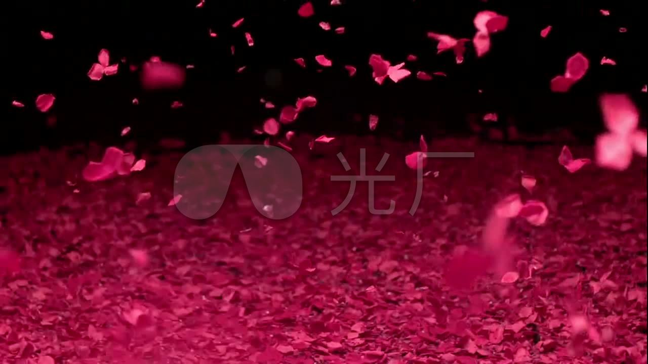 飘落红色花瓣飞翔的白鸽