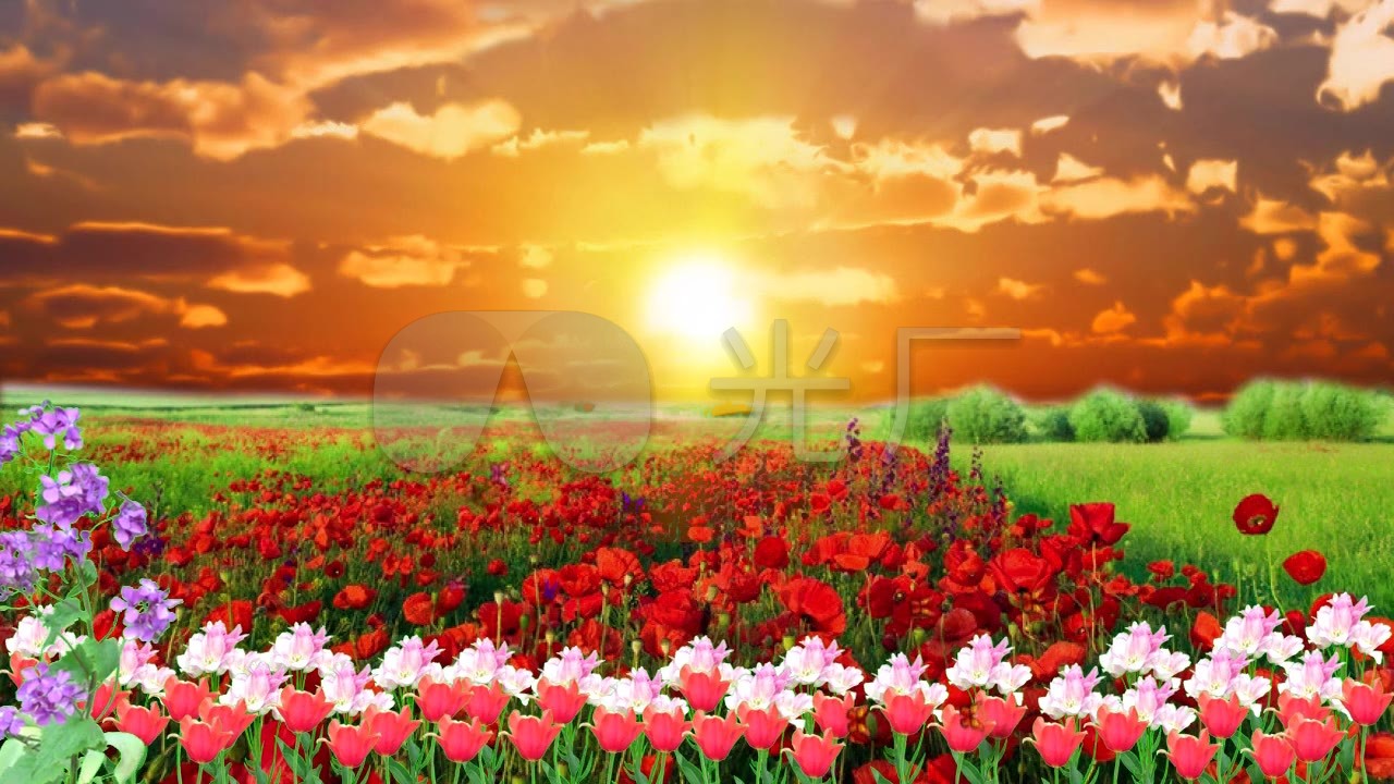 夕阳鲜花美景_1280x720_高清视频素材下载(编号:76068)_舞台背景_vj师