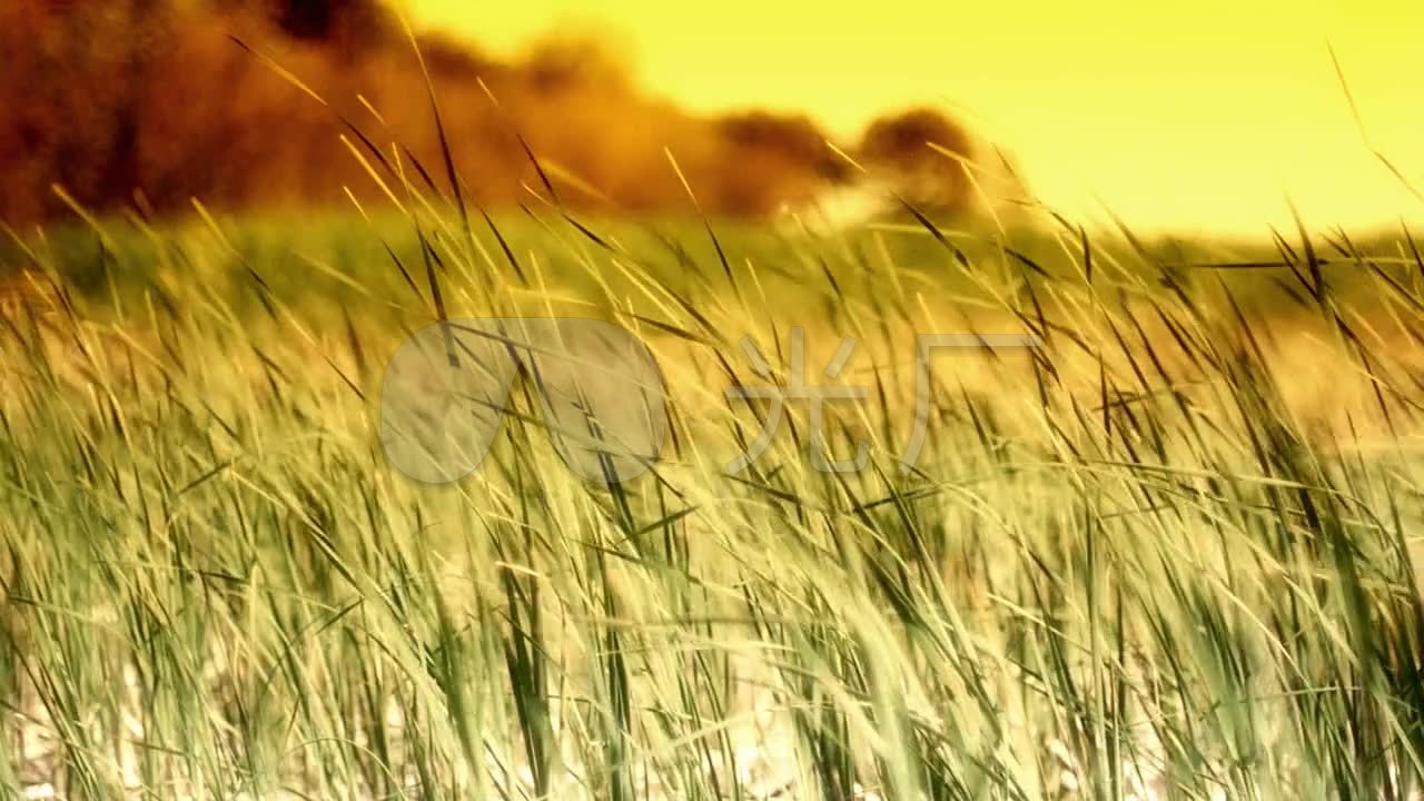 风吹草动_1280x720_高清视频素材下载(编号:82561)