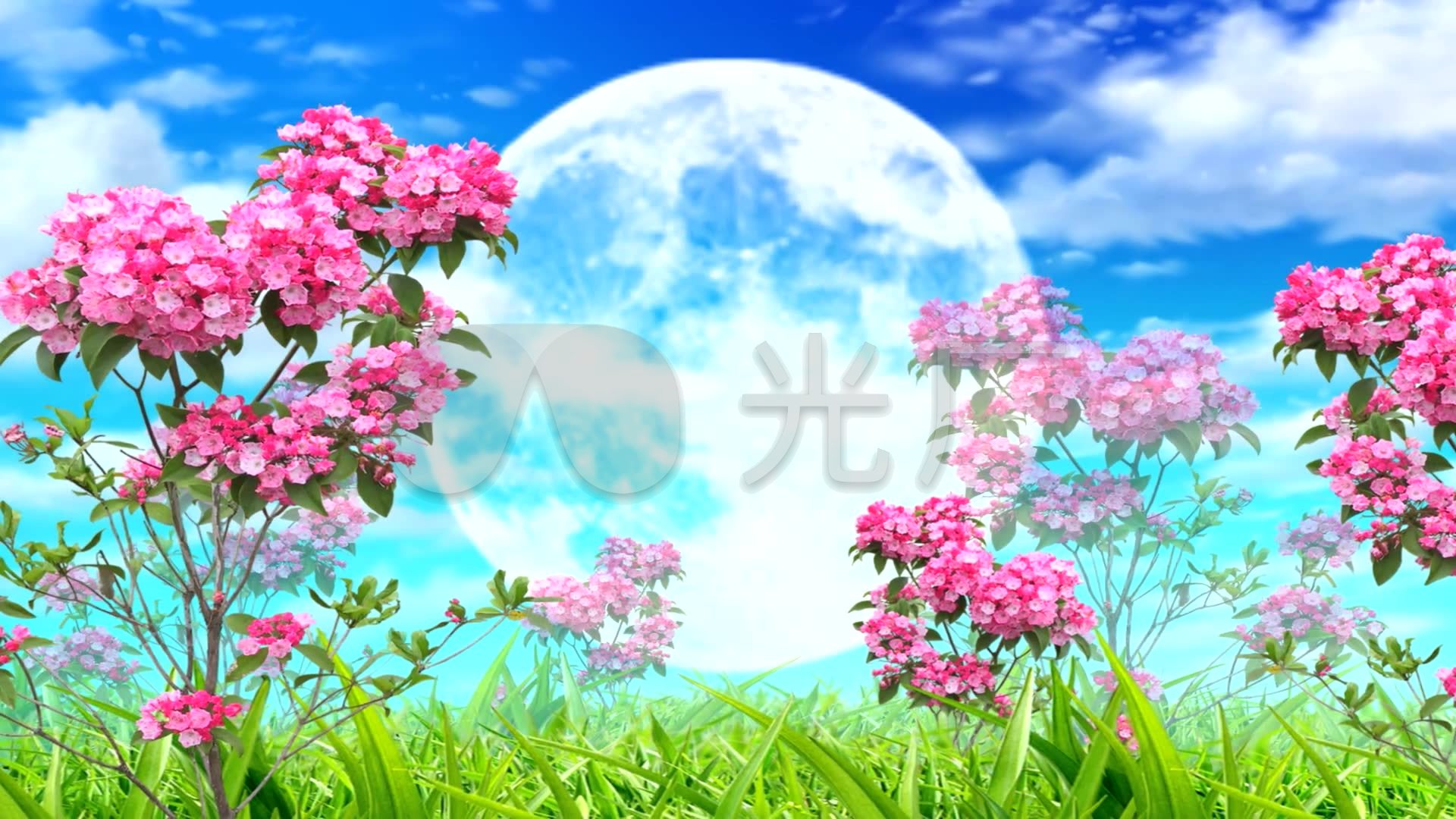 美丽素材花高清_1920X1080_视频紫薇视频下搜狐小本视频图片