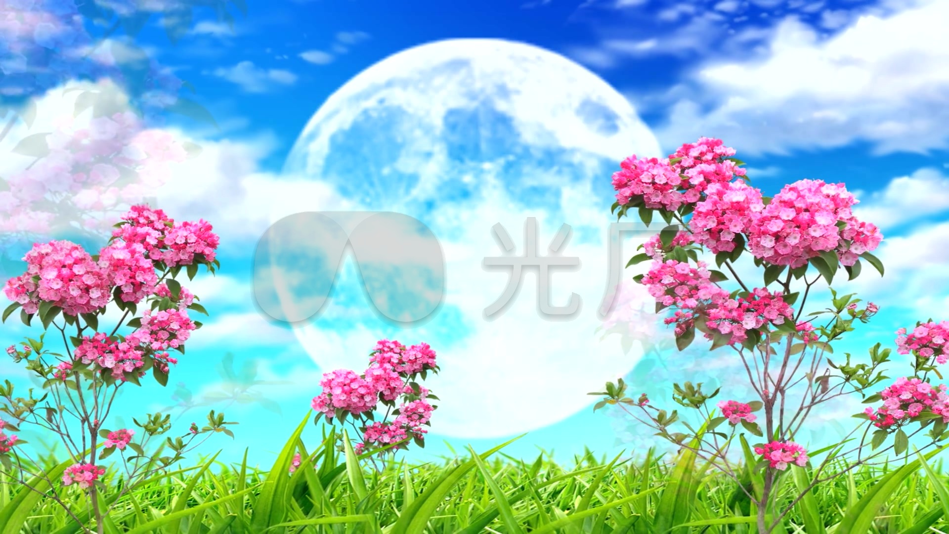 美丽视频花紫薇_1920X1080_素材视频高清下攻视频城网游图片