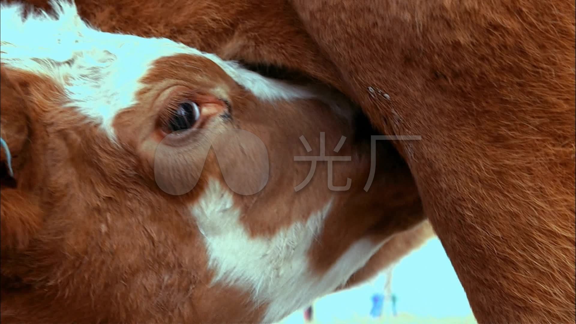 实拍牛特写高清视频素材