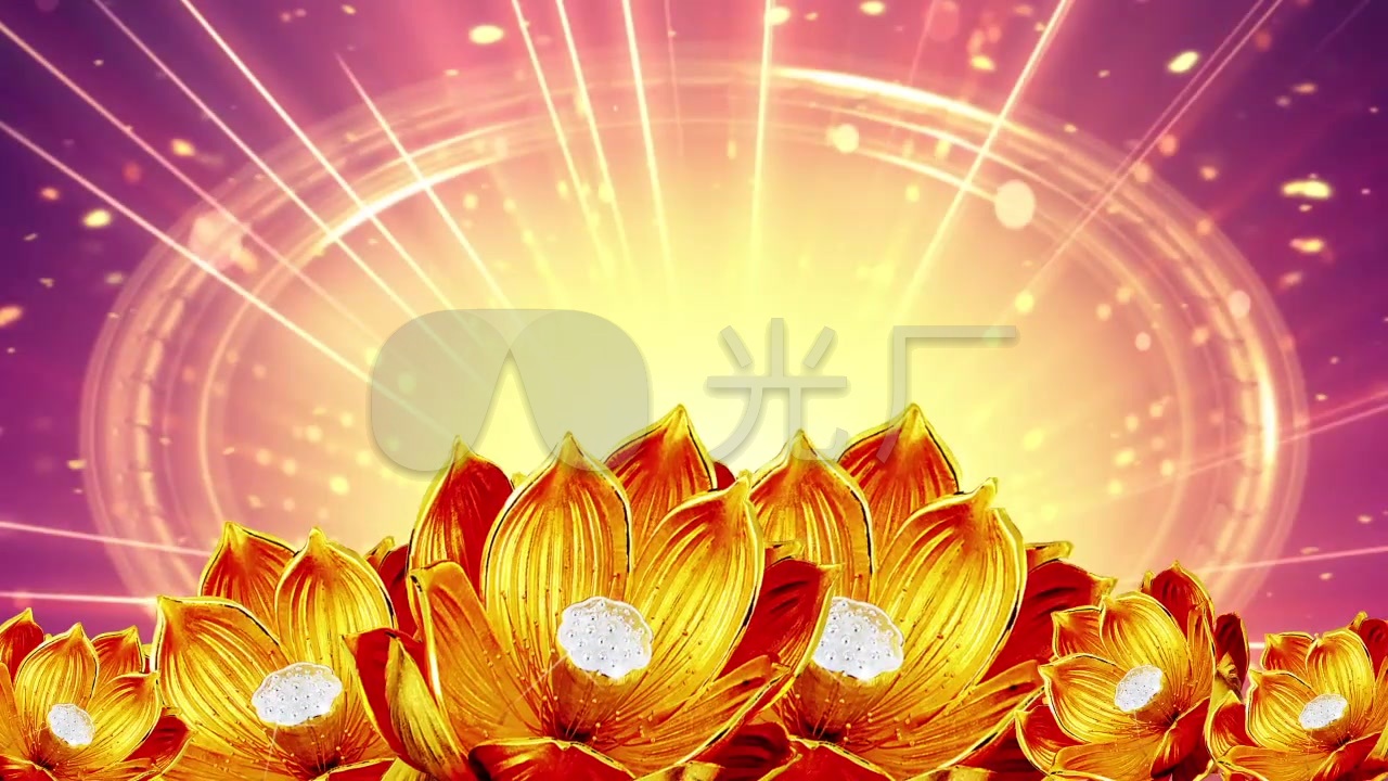 绽放的金莲花金光背景