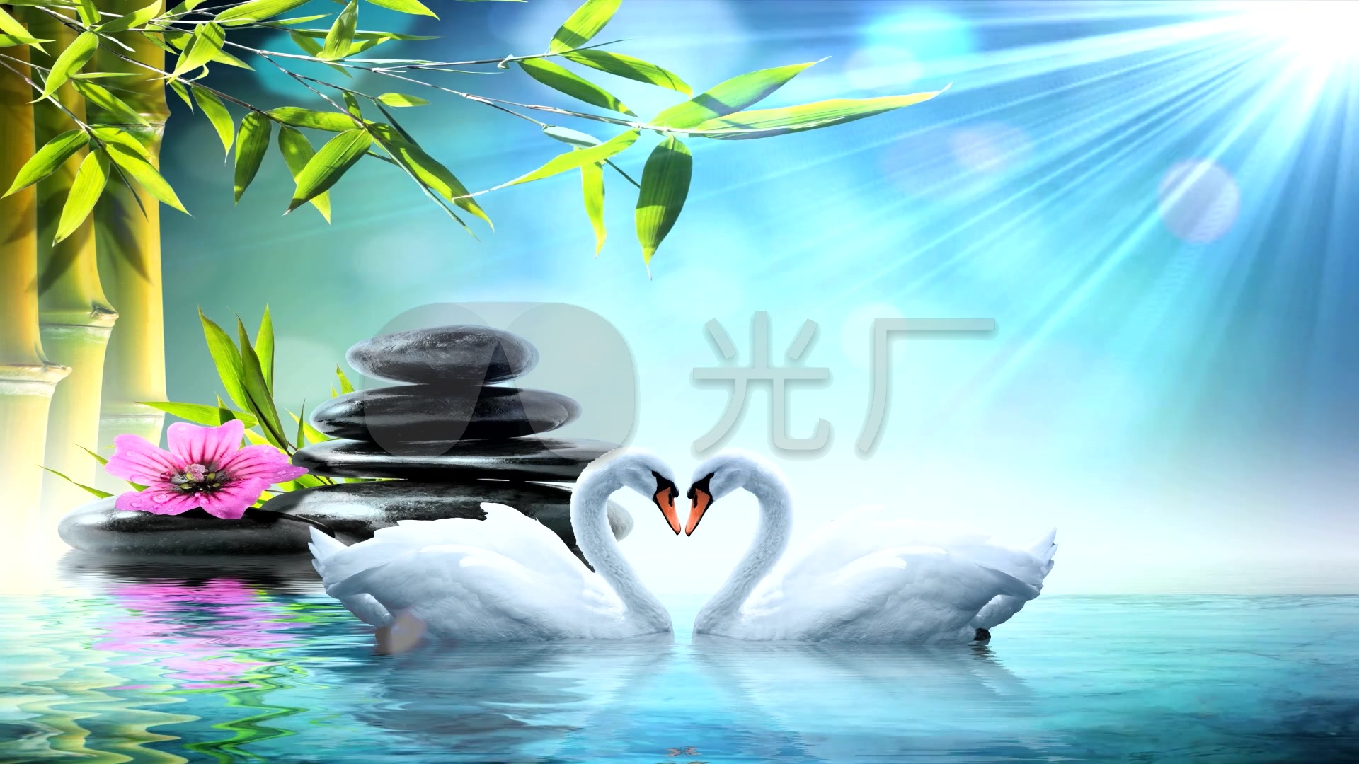 梦幻爱心白天鹅