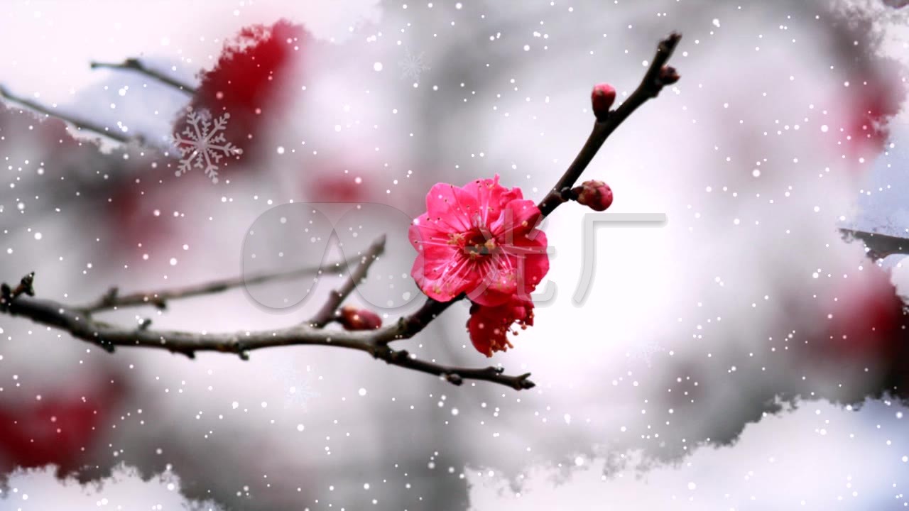 雪天红梅视频_1280x720_高清视频素材下载(编号:160)