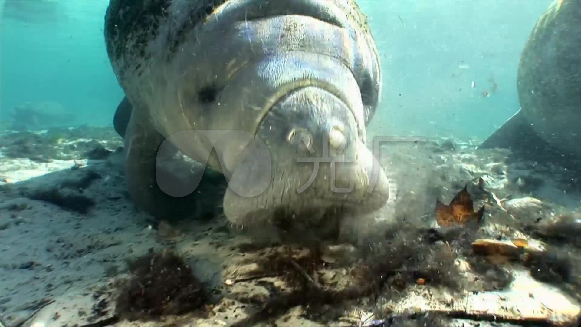 海牛_1920x1080_高清视频素材下载(编号:167871)_实拍