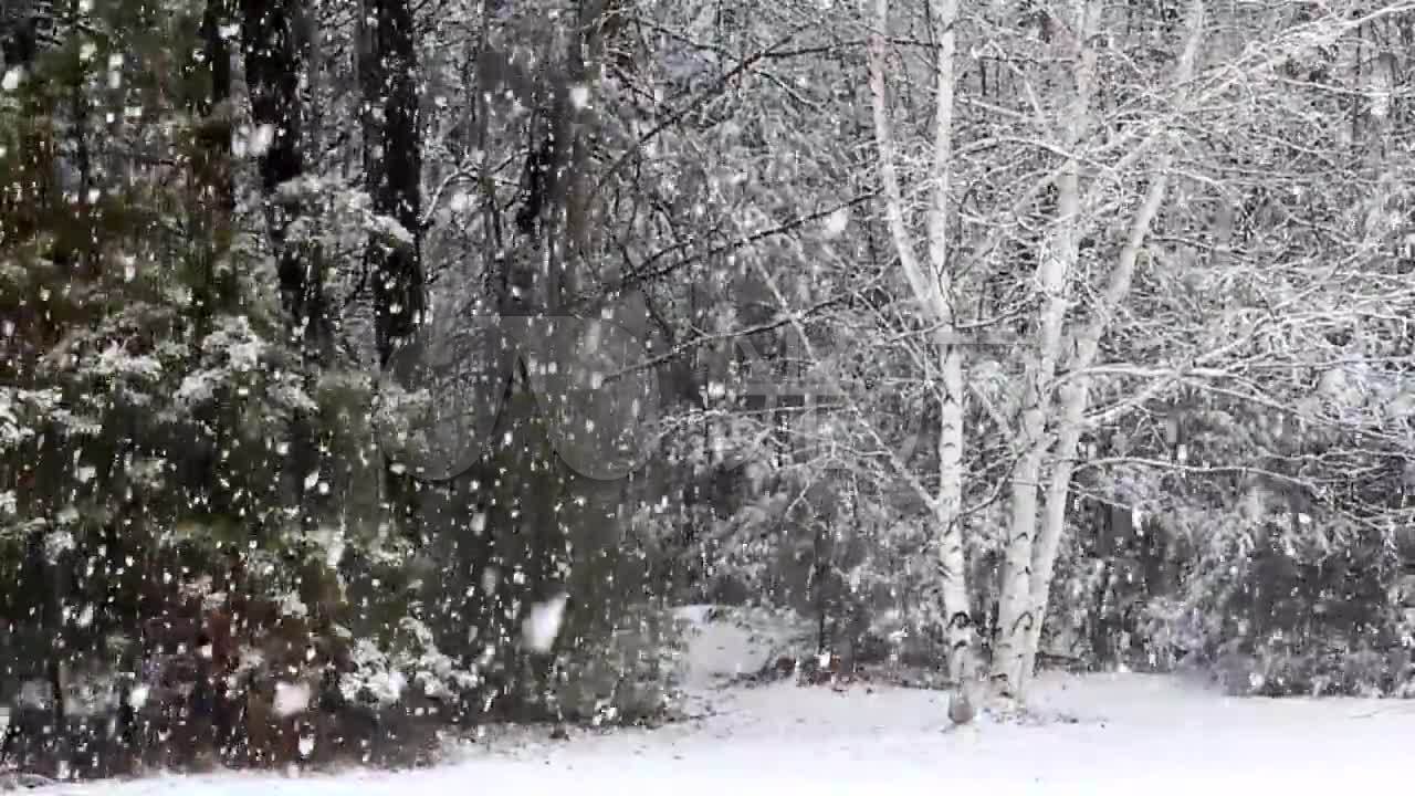 冬季鹅毛大雪场景_1280x720_高清视频素材下载(编号:)