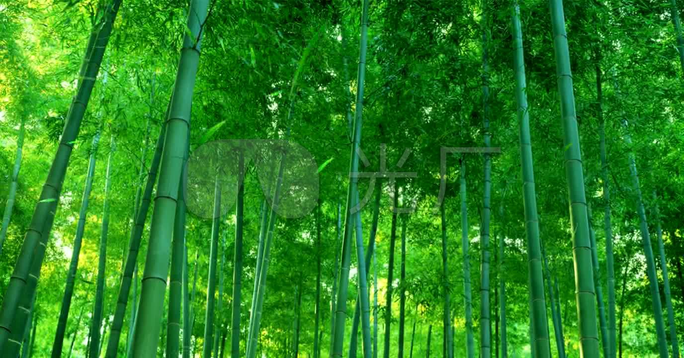 春天竹林竹叶竹子
