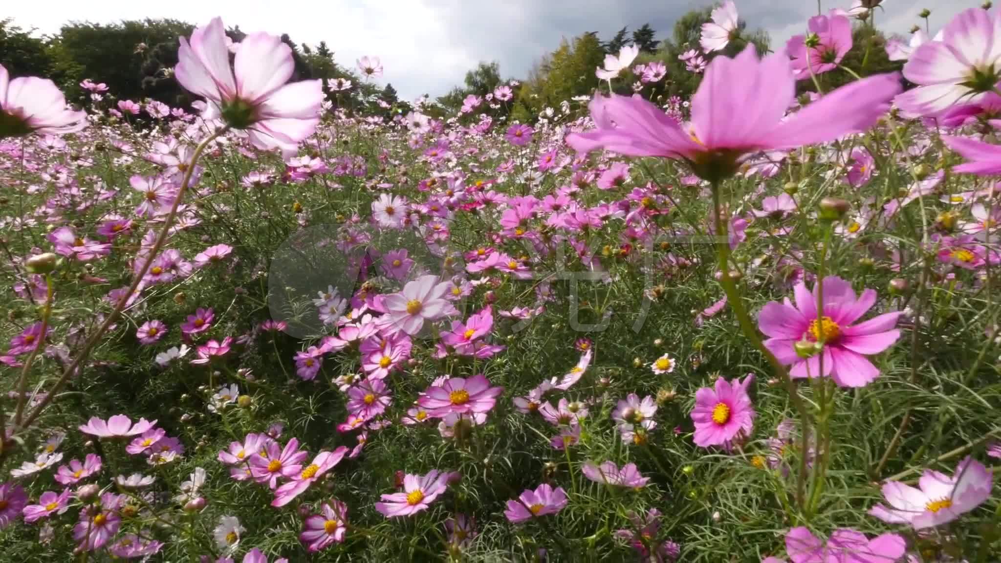 高清视频实拍野菊花风景