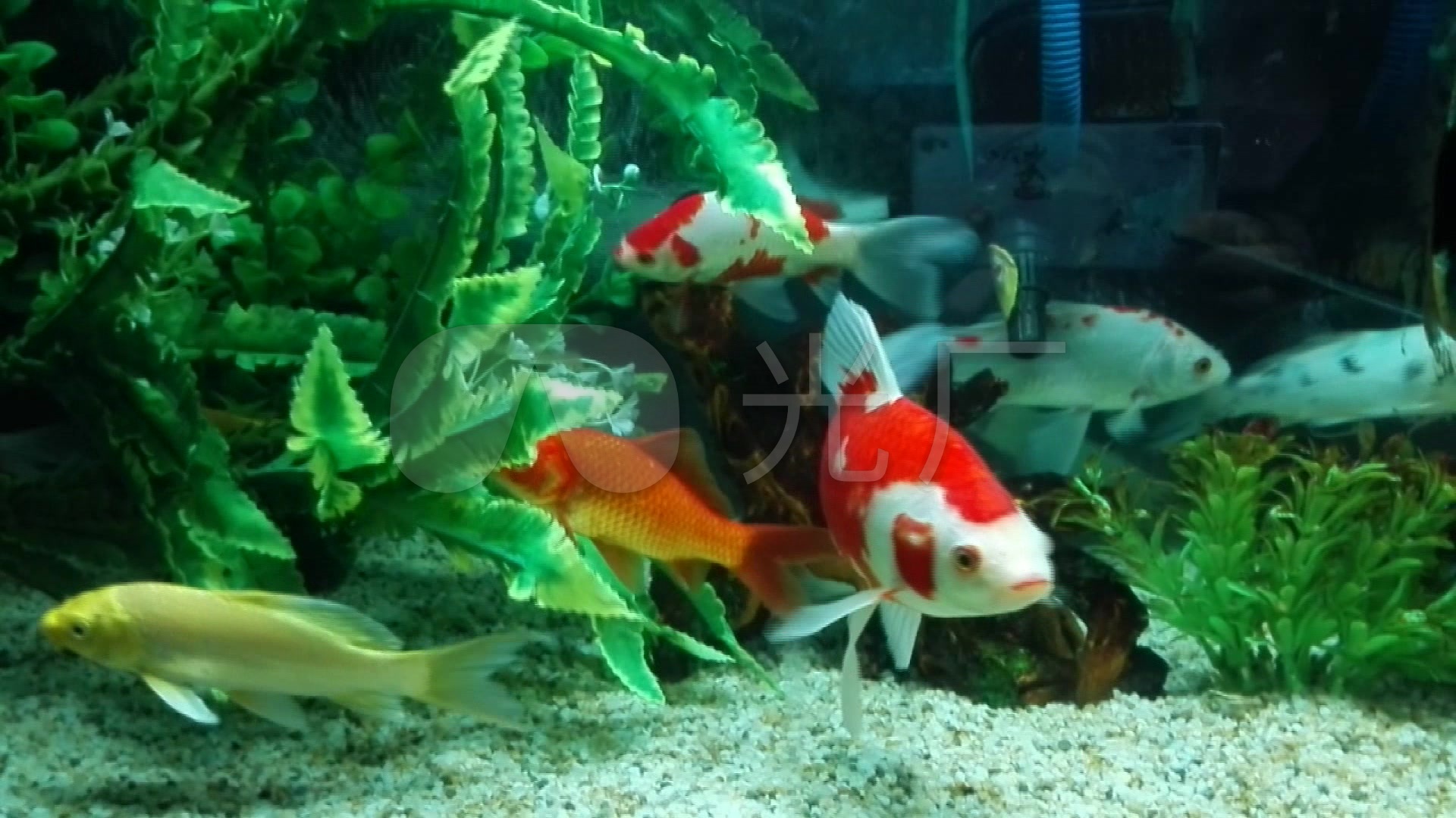 鱼在水中游
