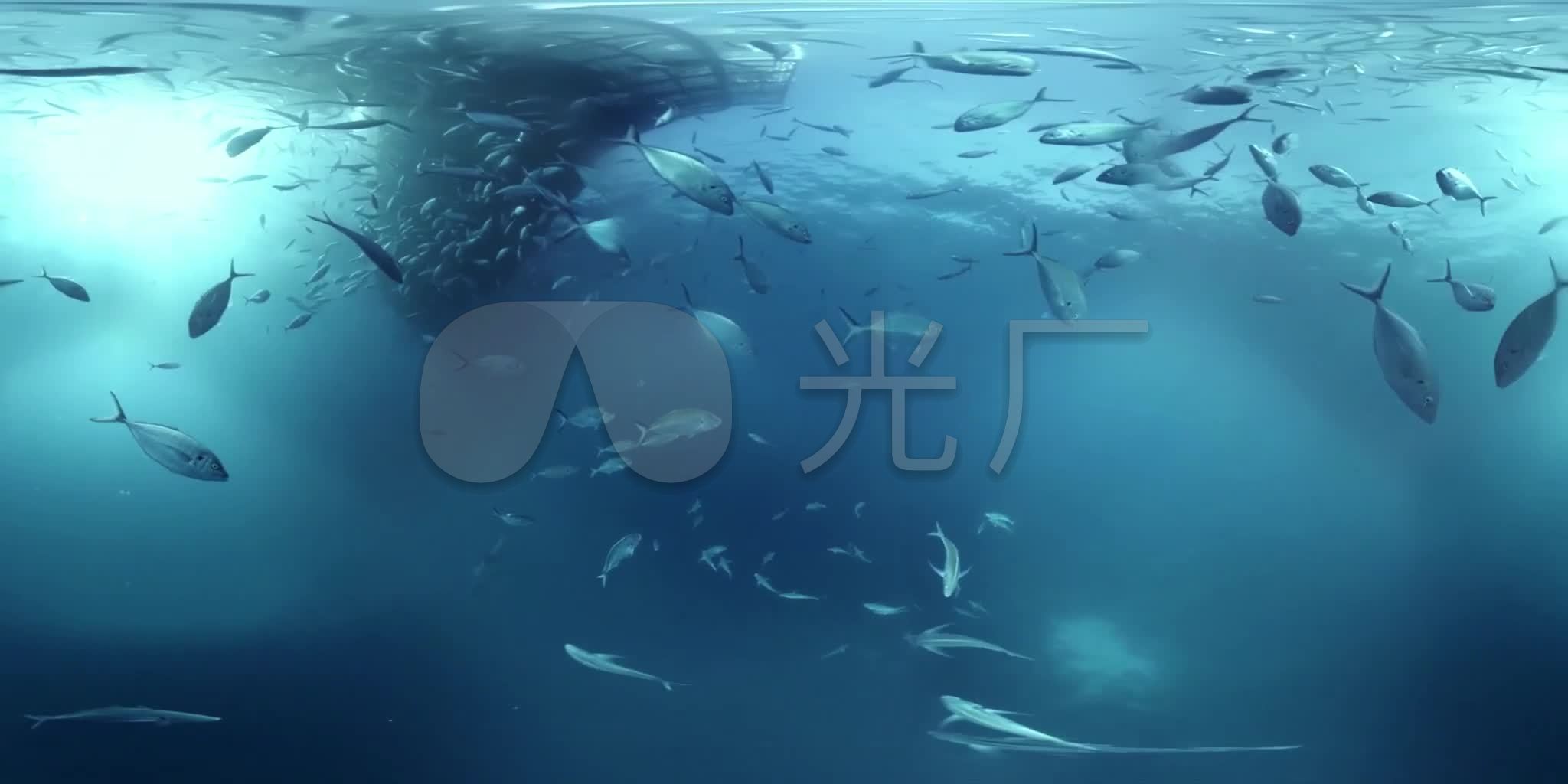 唯美深海海底鲨鱼鱼群水下广角摄影_2048x1024_高清