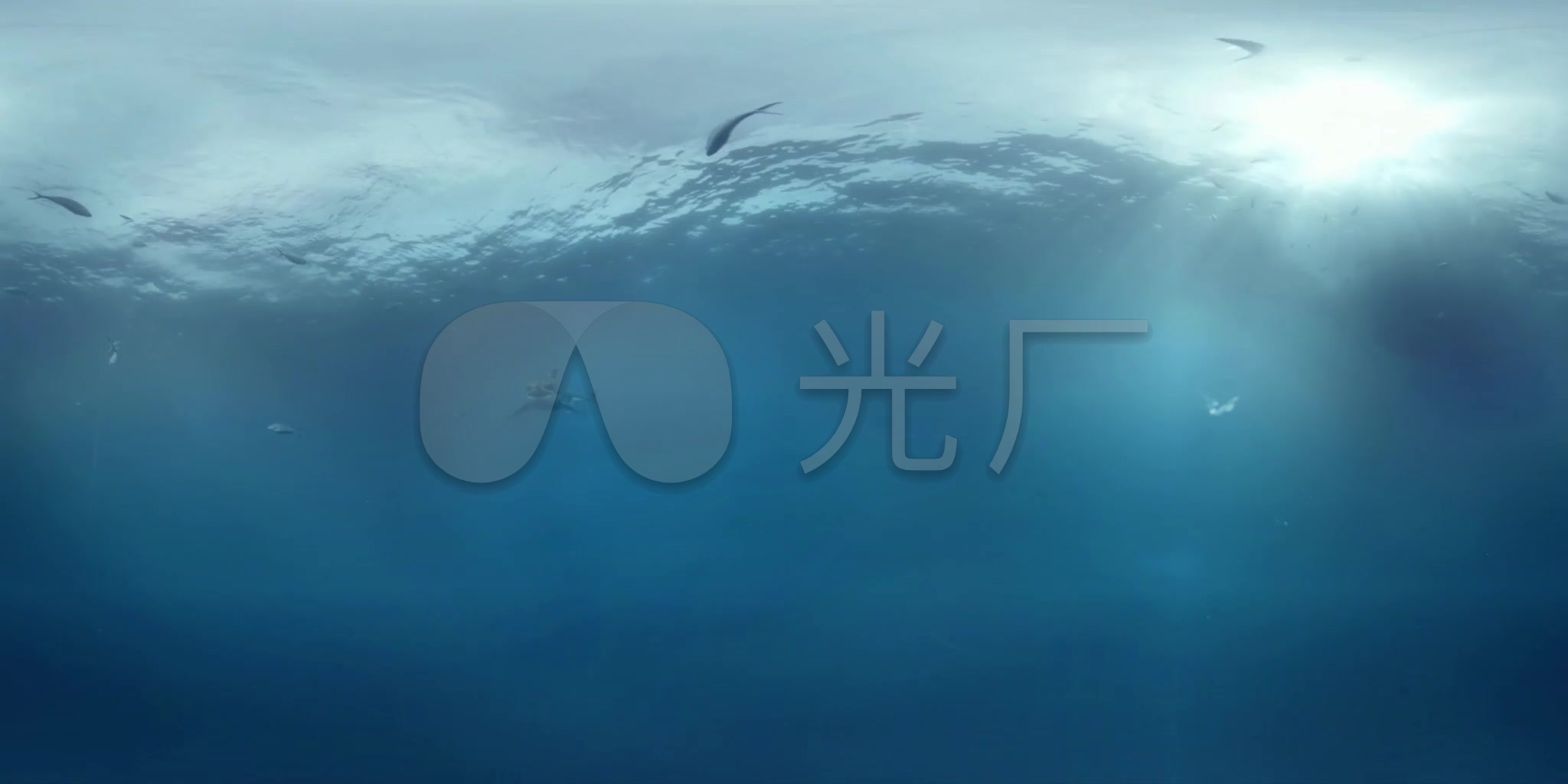 唯美深海海底鲨鱼鱼群水下广角摄影_2048x1024_高清视频素材下载(编号