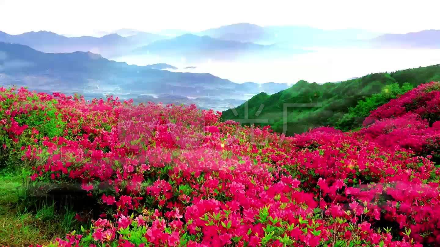 红杜鹃花漫山遍野花丛类led背景视频素材_1440x810