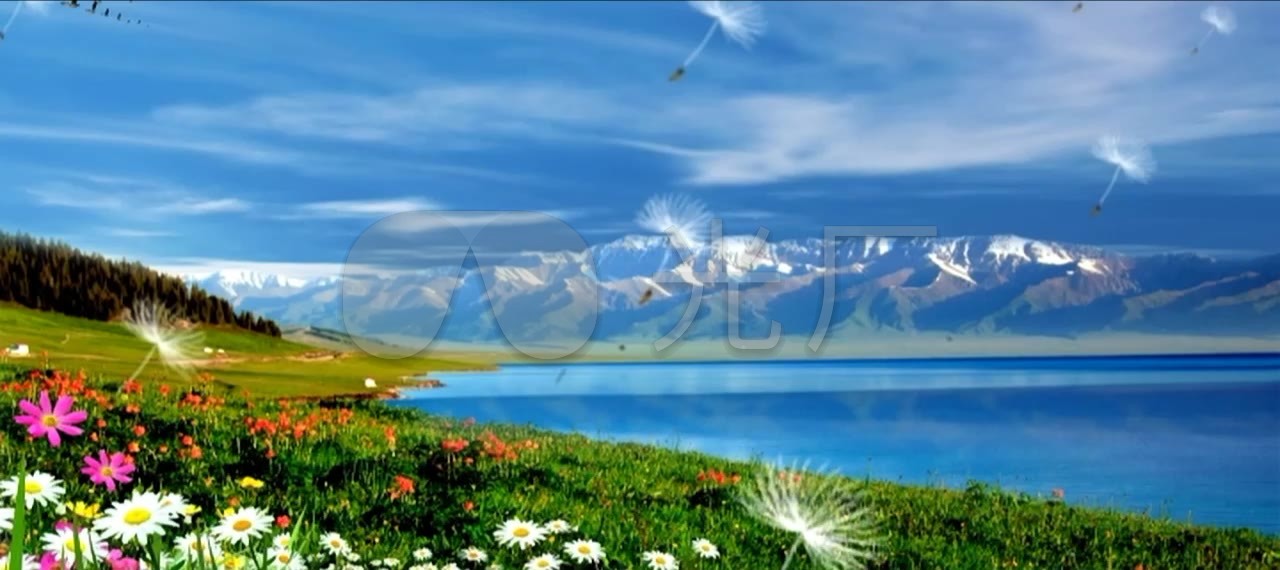 青藏高原格桑花青海湖类led背景视频素材_1280x570