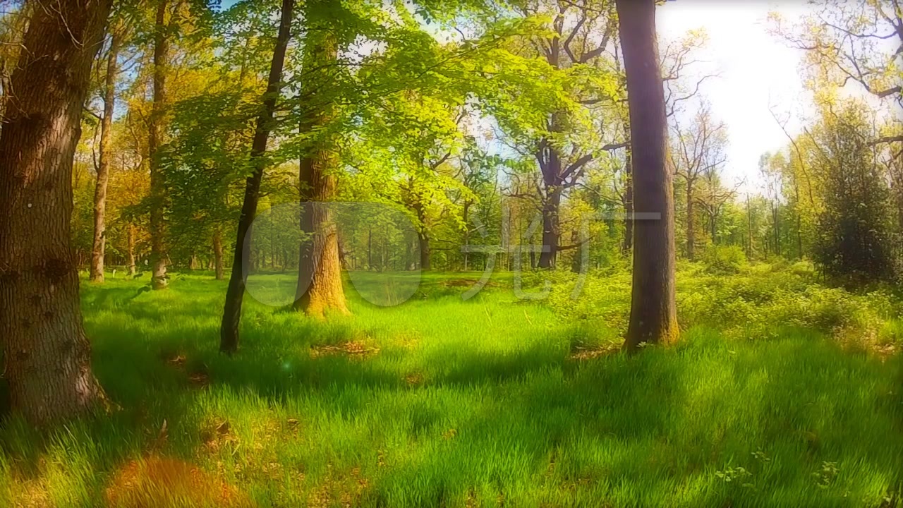 梦幻绿色树林美景视频_1280x720_高清视频素材下载(:)