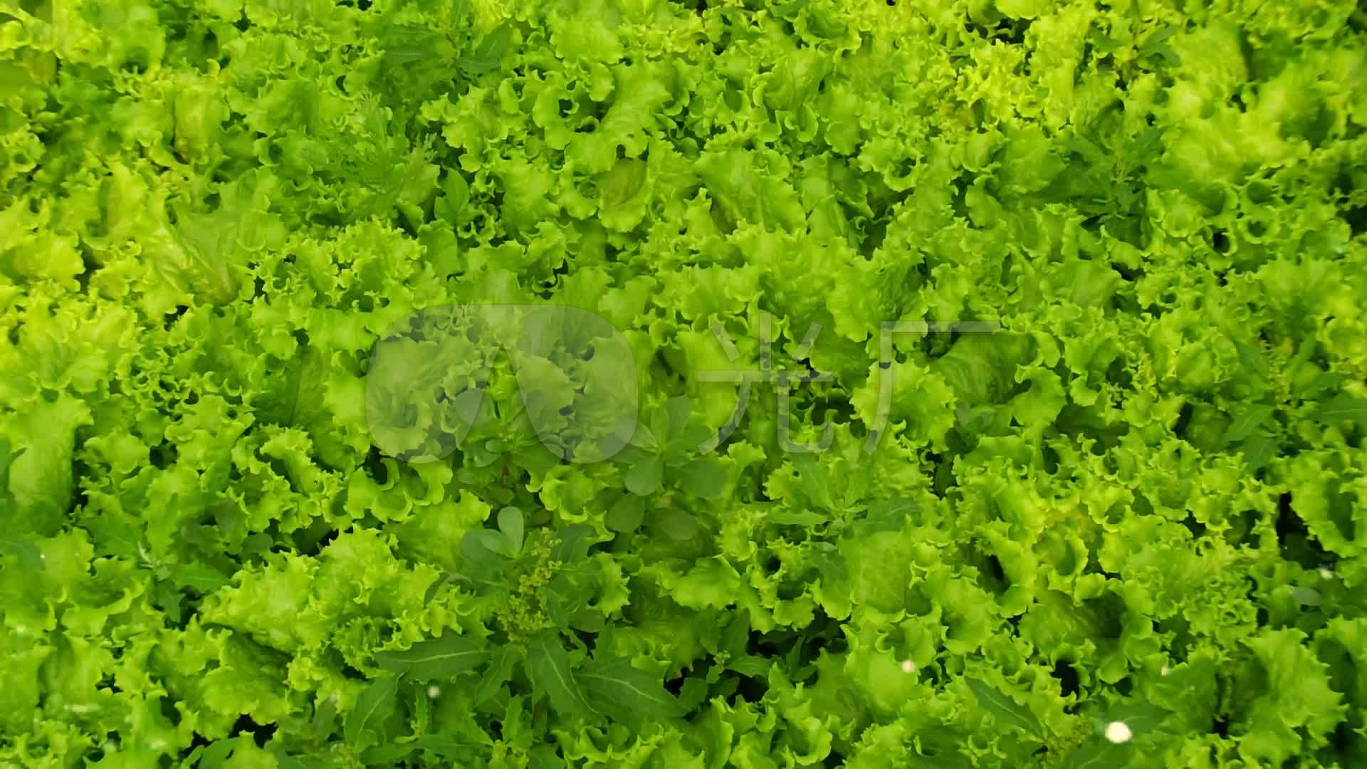 实拍菜地里生菜_1920x1080_高清视频素材下载(编号:)
