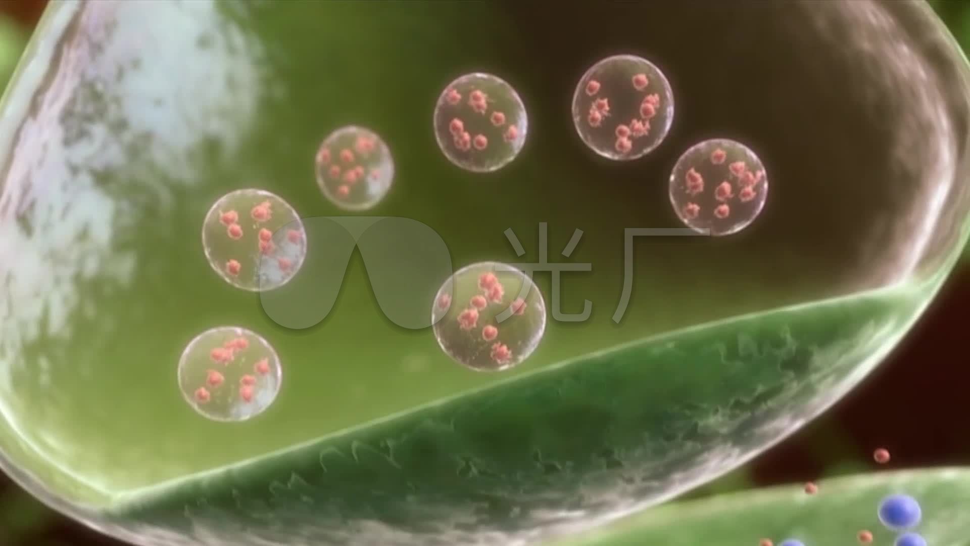 三维细胞模型动画微生物生物体分子病菌原理_1920x