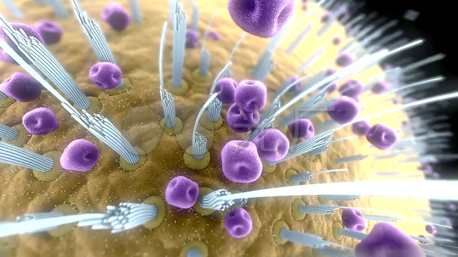 微生物细胞神经_1920x1080_高清视频素材下载(编号:259606)_实拍视频