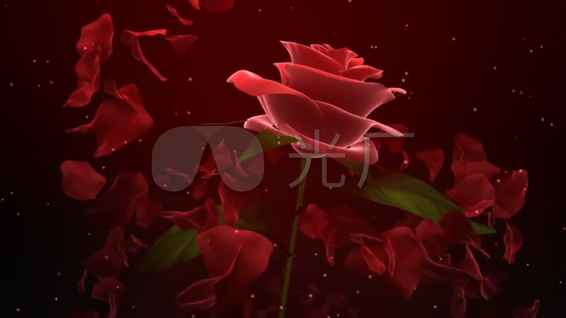 玫瑰花高清视频_1920x1080_高清视频素材下载(编号:)