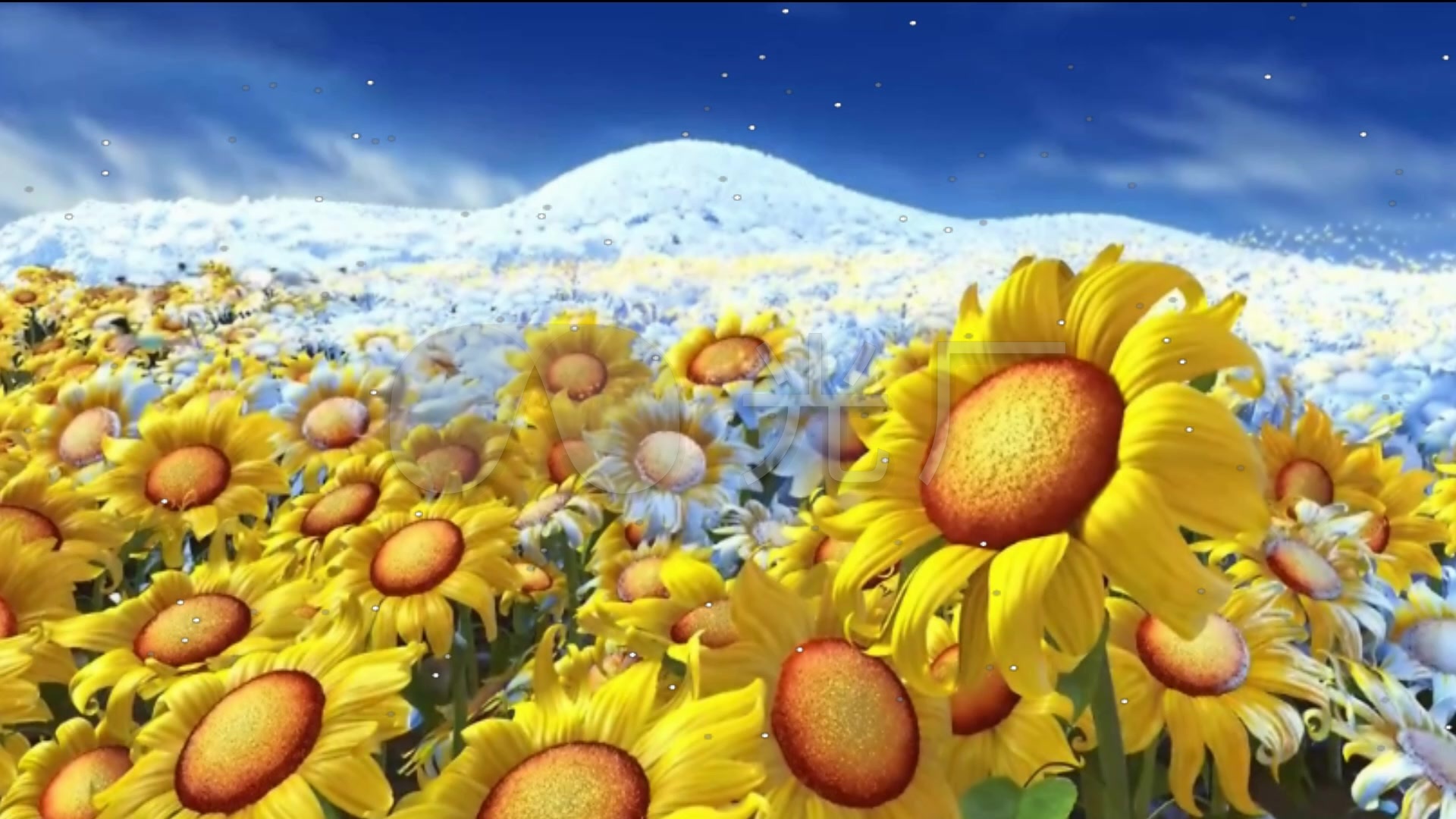 视频 雪花融化的向日葵