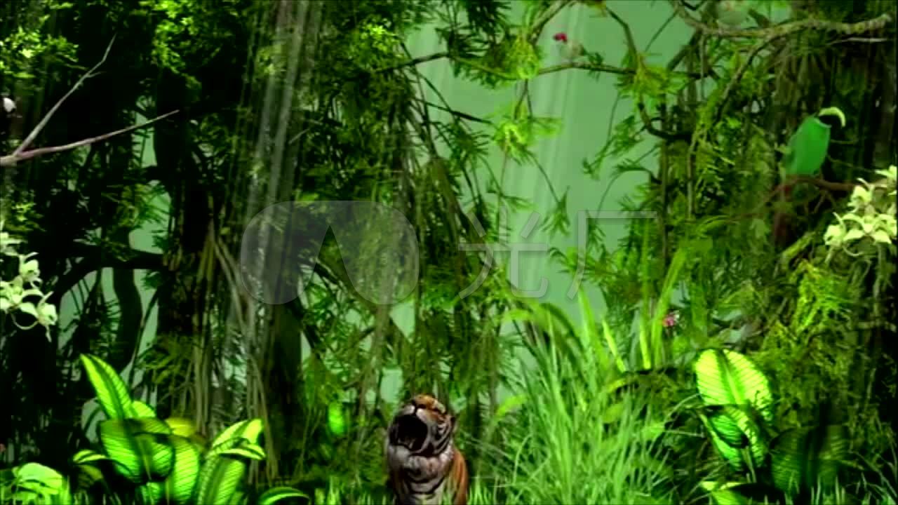 森林动物世界原始森林雨林丛林非洲亚马逊