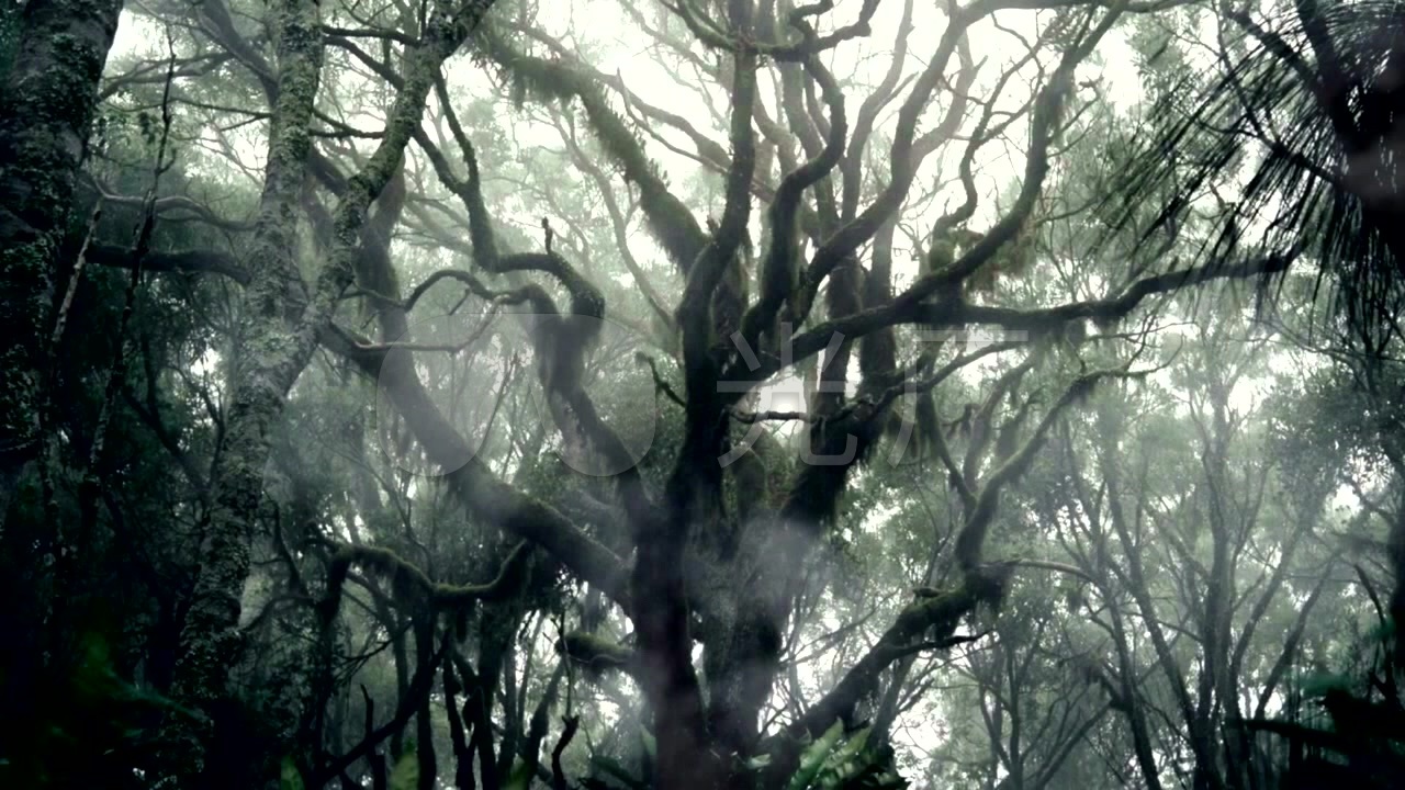 恐怖森林魔幻森林恐怖树林万圣节枯树枝