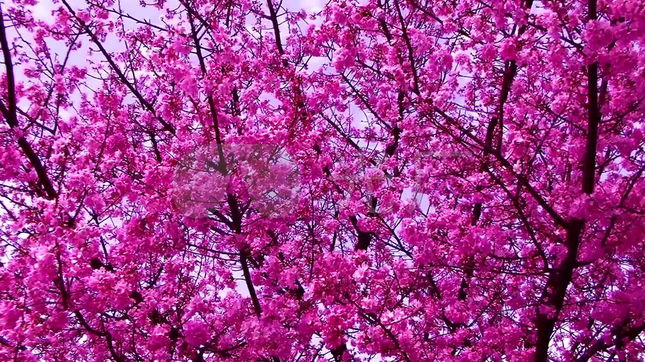 桃花梅花樱花自然风景浪漫抒情爱情