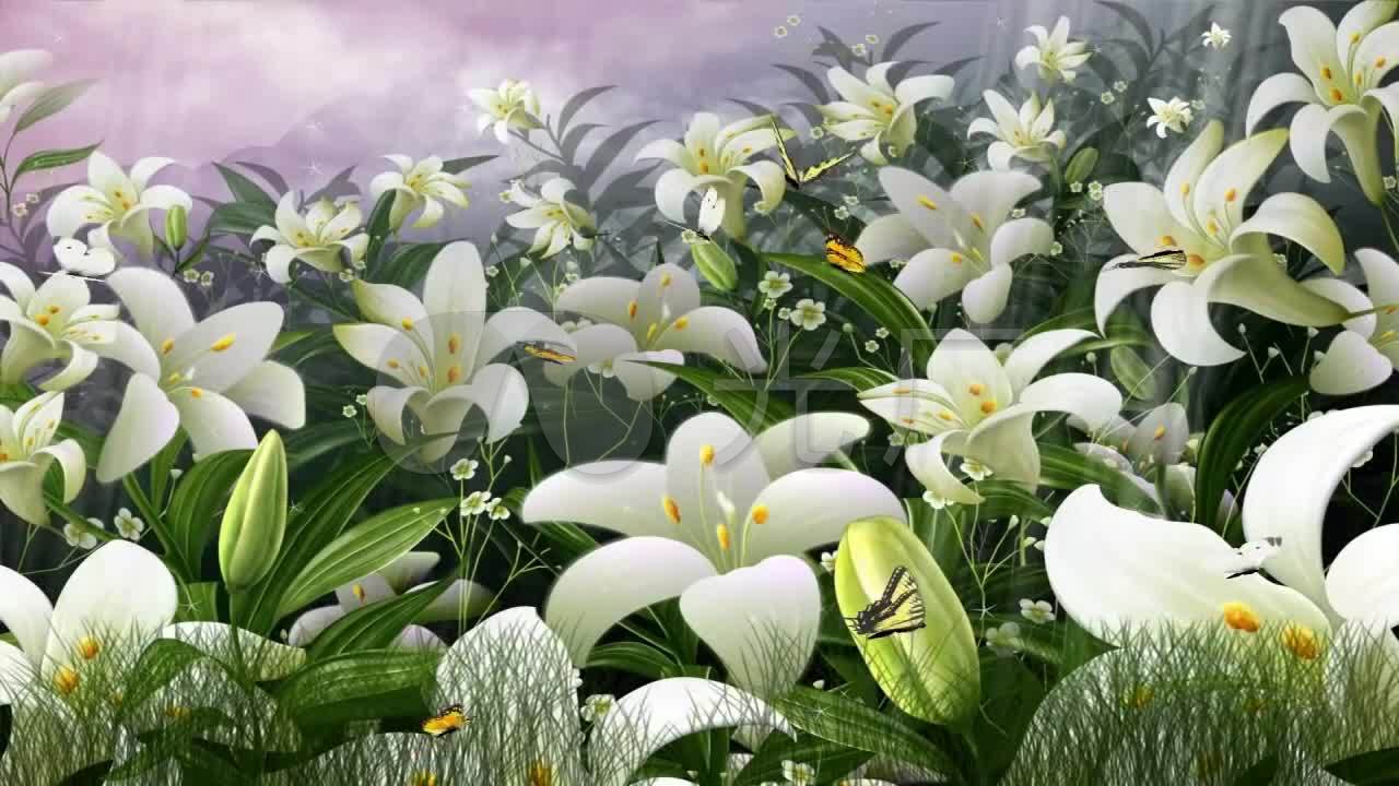 蝴蝶百合花蝴蝶飞舞浪漫花海白色花朵