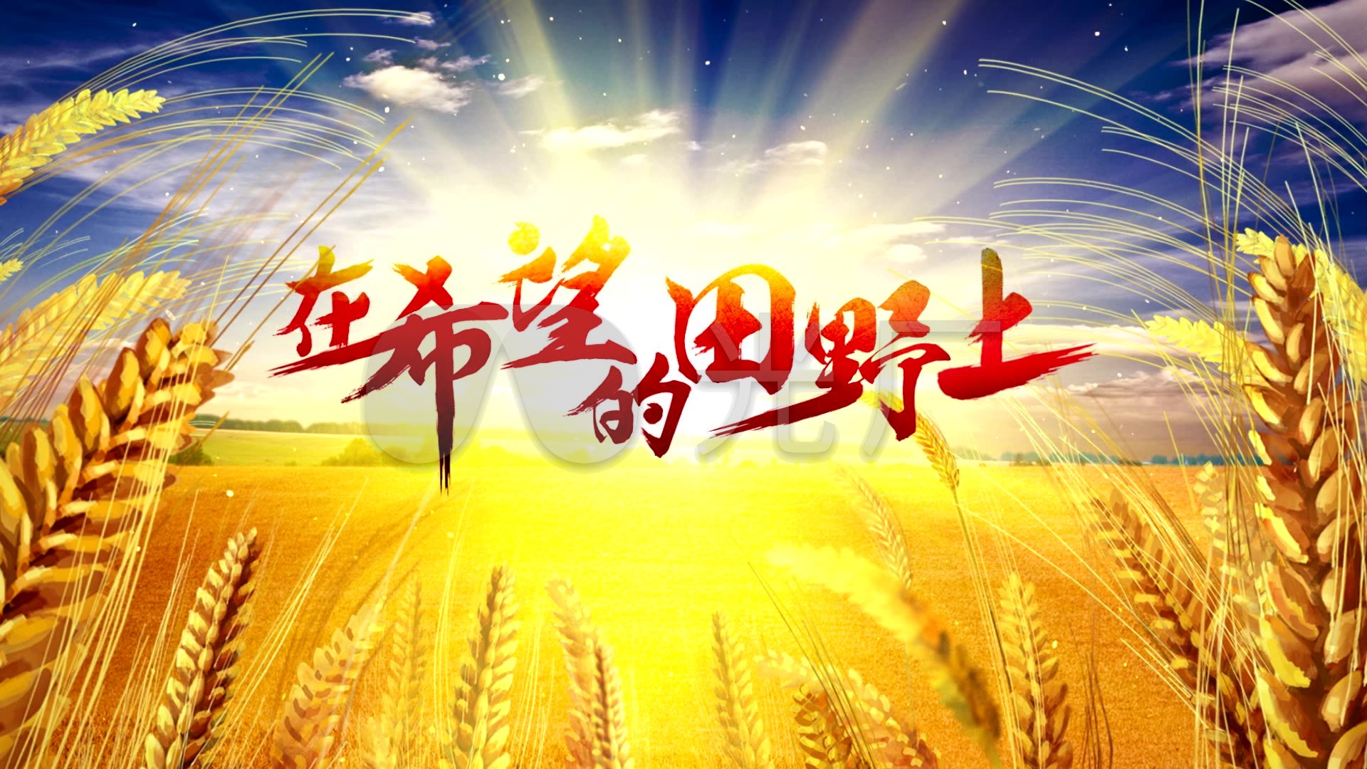 丰收季在希望的田野上高清循环背景
