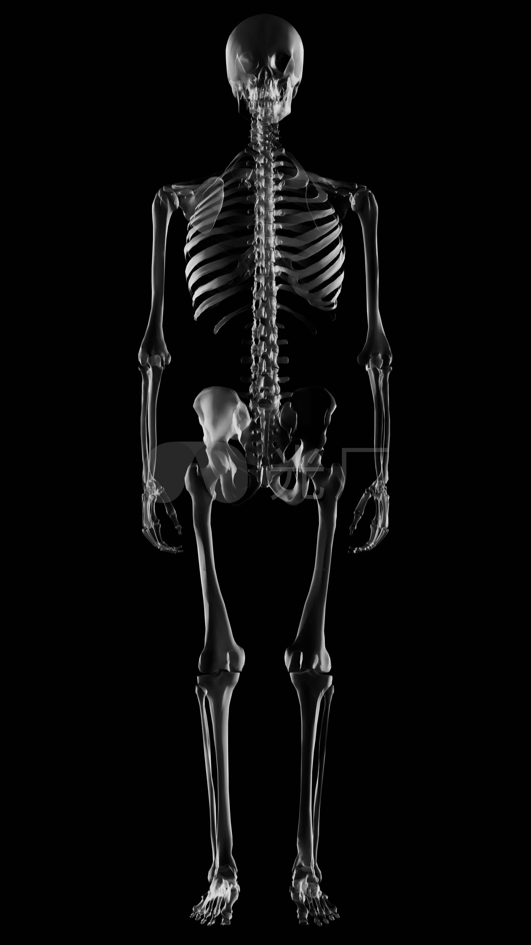 人体骨骼素材_2160x3840_高清视频素材下载(编号:)