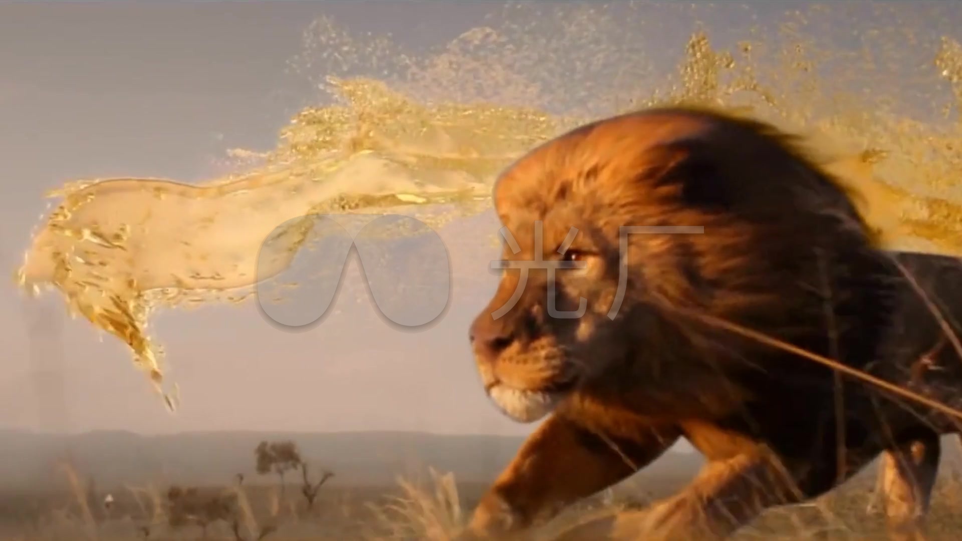 狮子奔跑视频_1920x1080_高清视频素材下载(编号:)