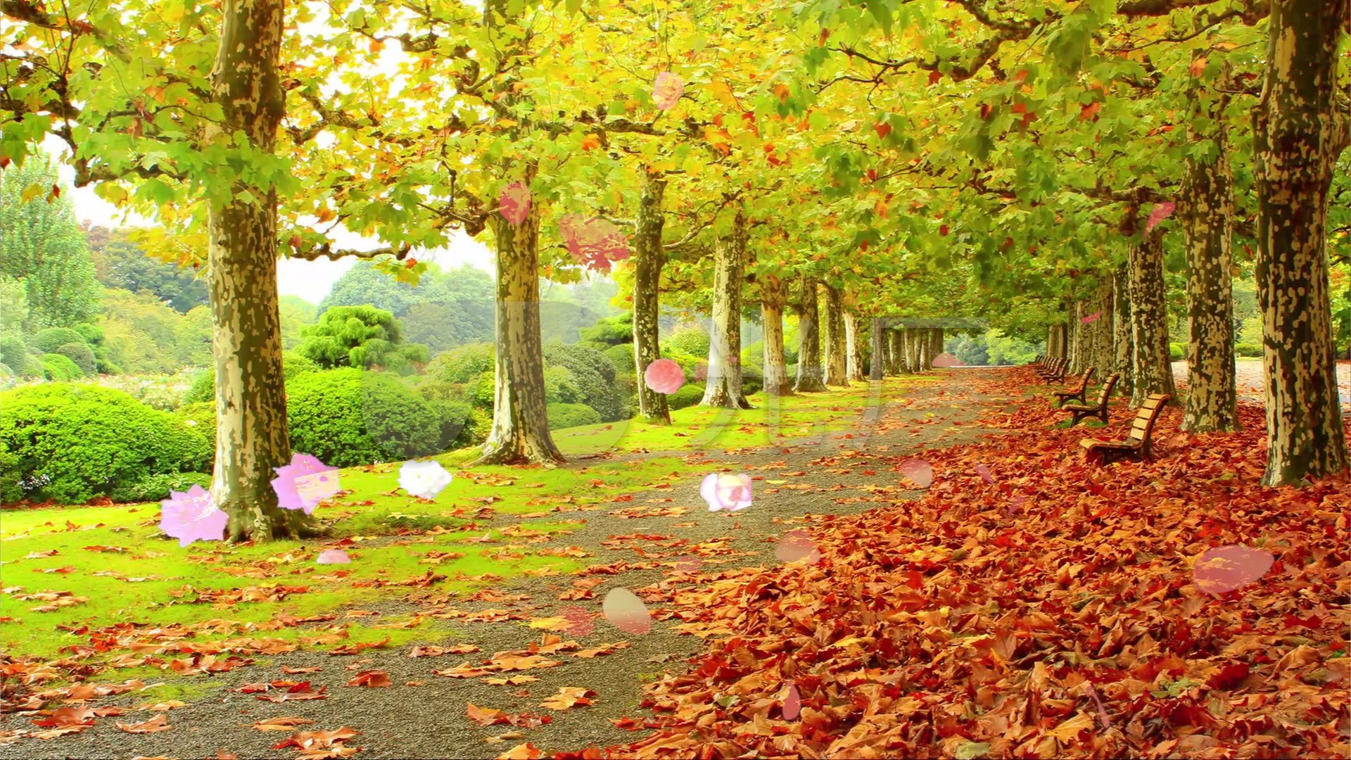 视频素材 舞台背景 场景背景 落叶,秋天,浪漫  来自视频原始文件或