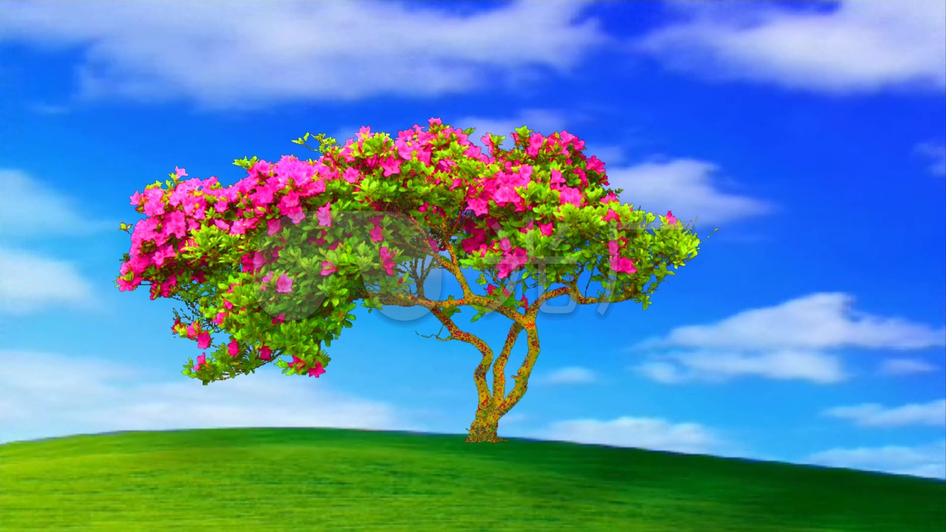 蓝天下花树美丽风景
