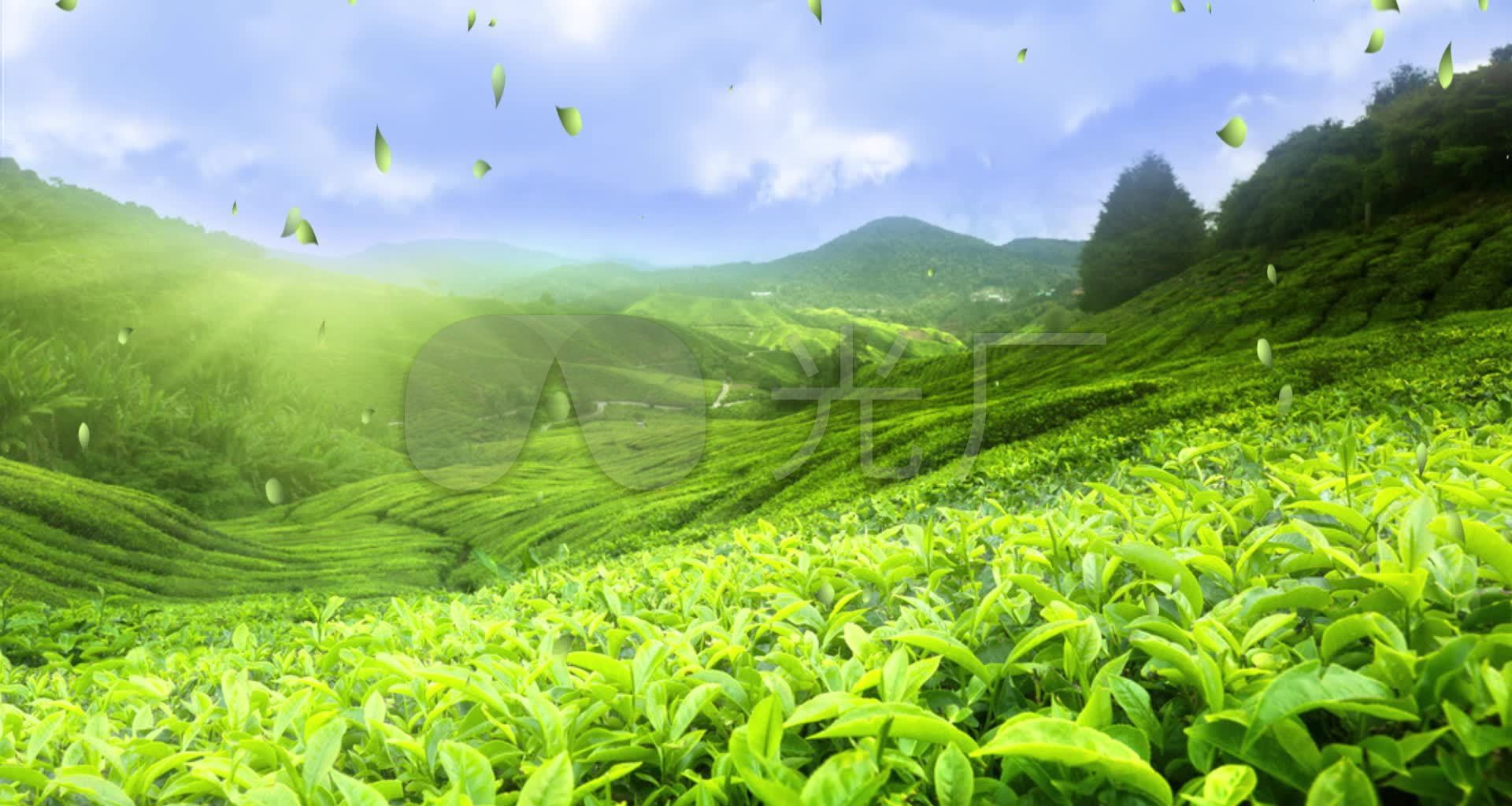 茶叶茶山背景
