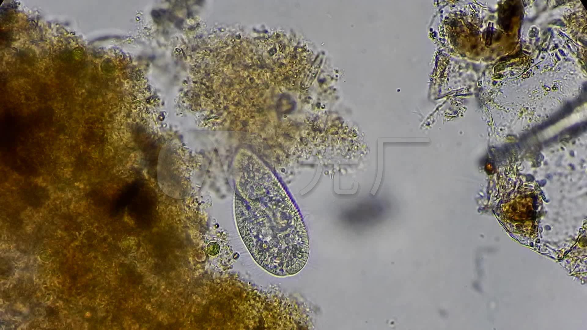 显微镜下的细菌微生物视频