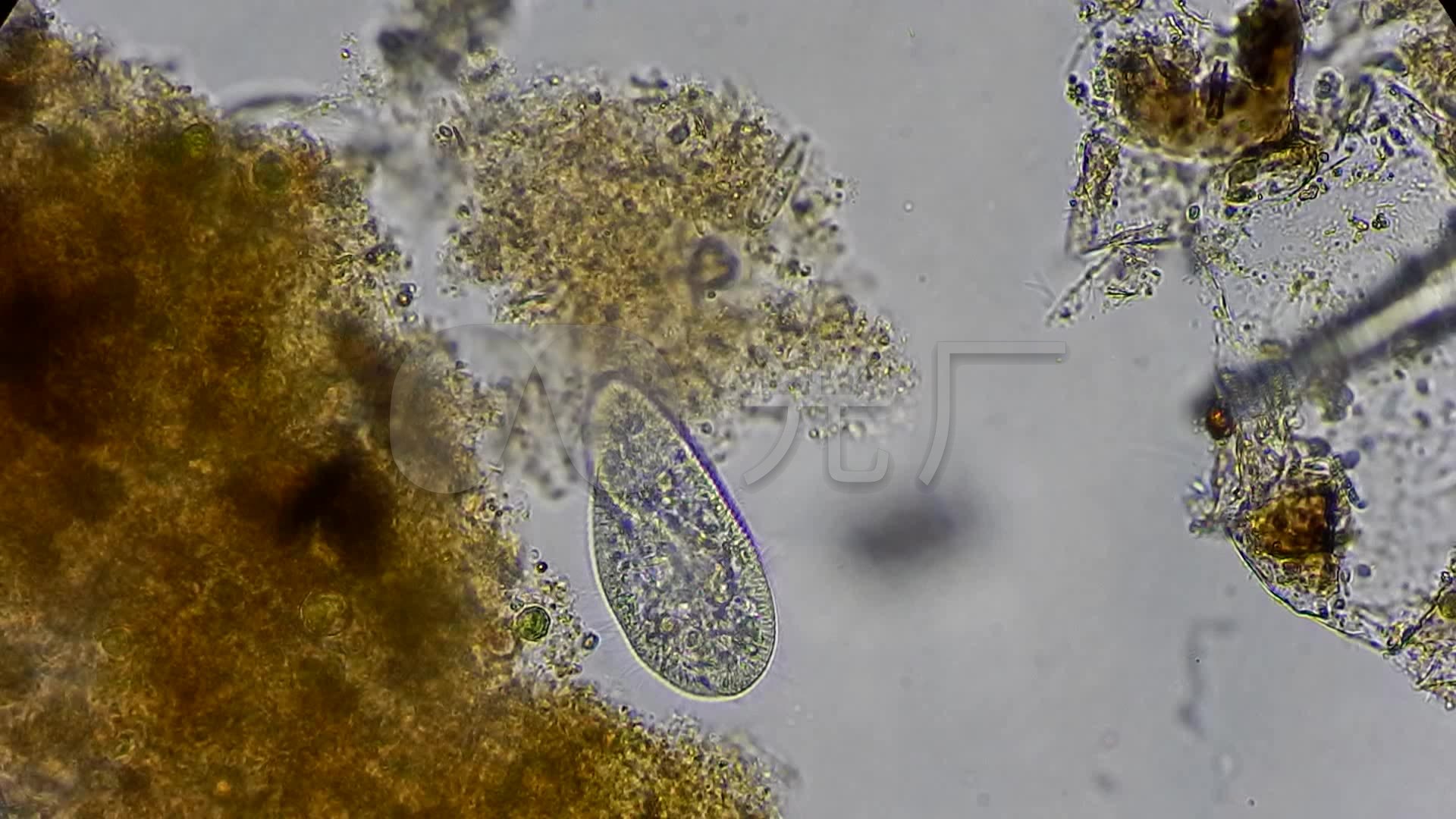 显微镜下的细菌微生物视频