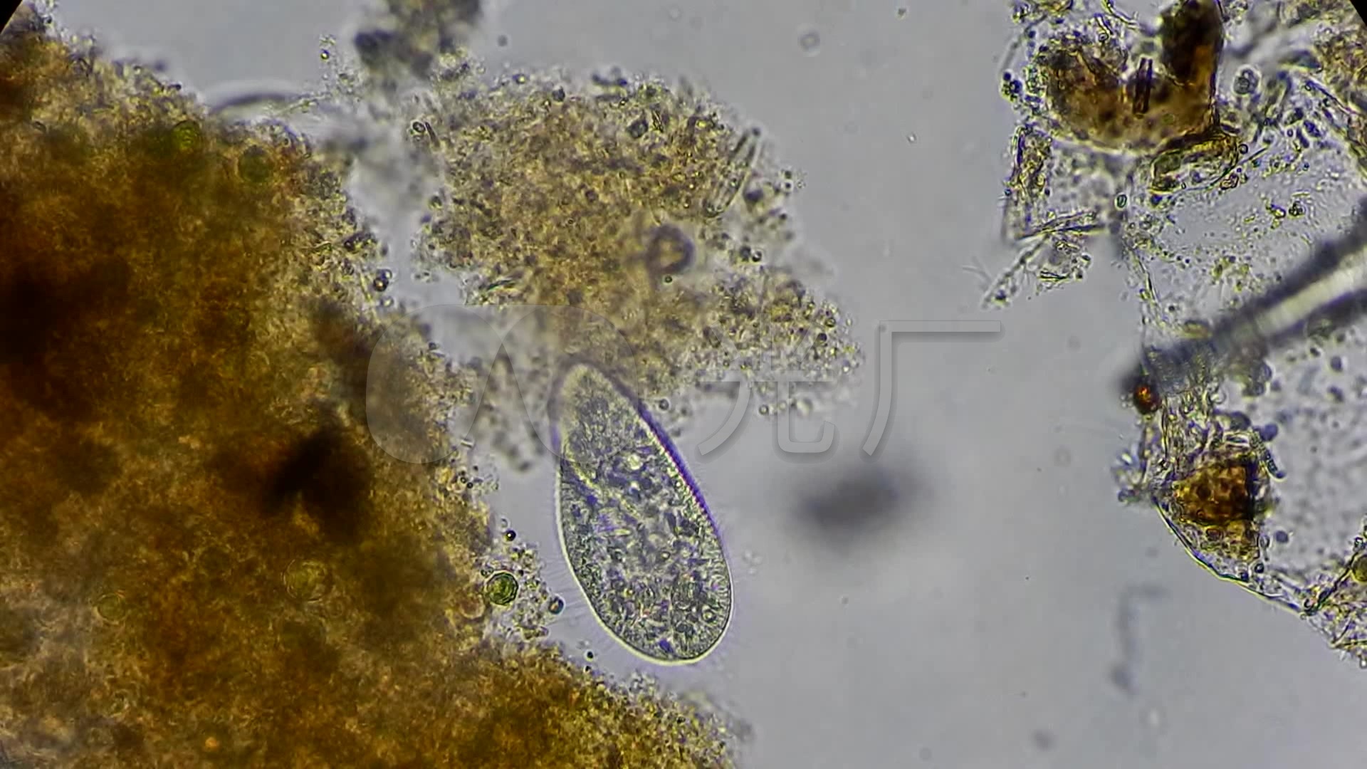 显微镜下的细菌微生物视频_1920X1080_高清