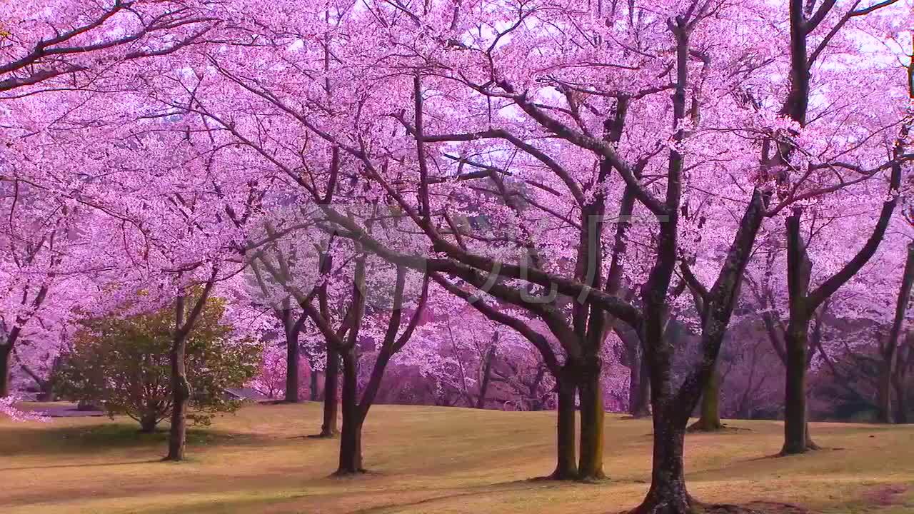 桃花梅花樱花林视频循环