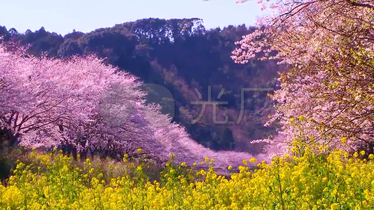 桃花梅花樱花油菜花自然风景视频循环