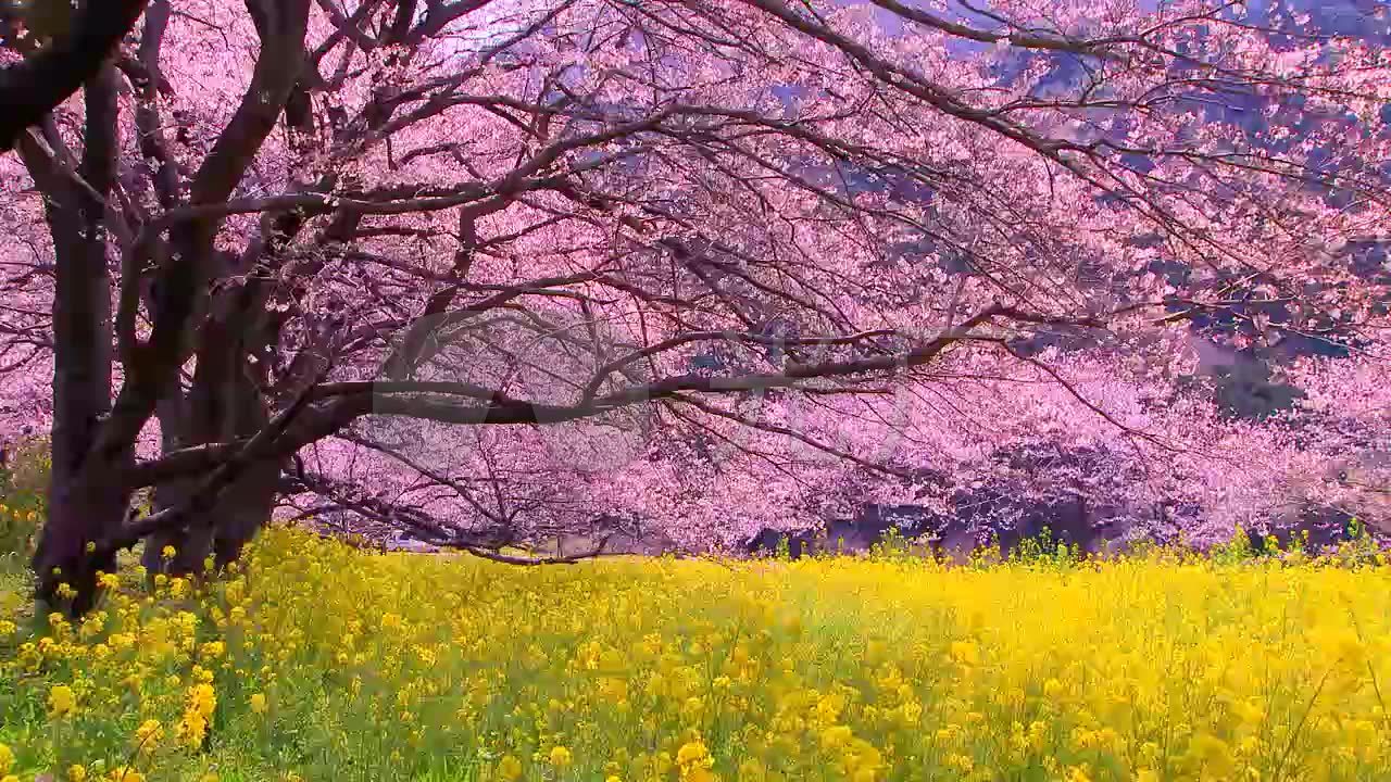 桃花梅花樱花油菜花自然风景视频循环