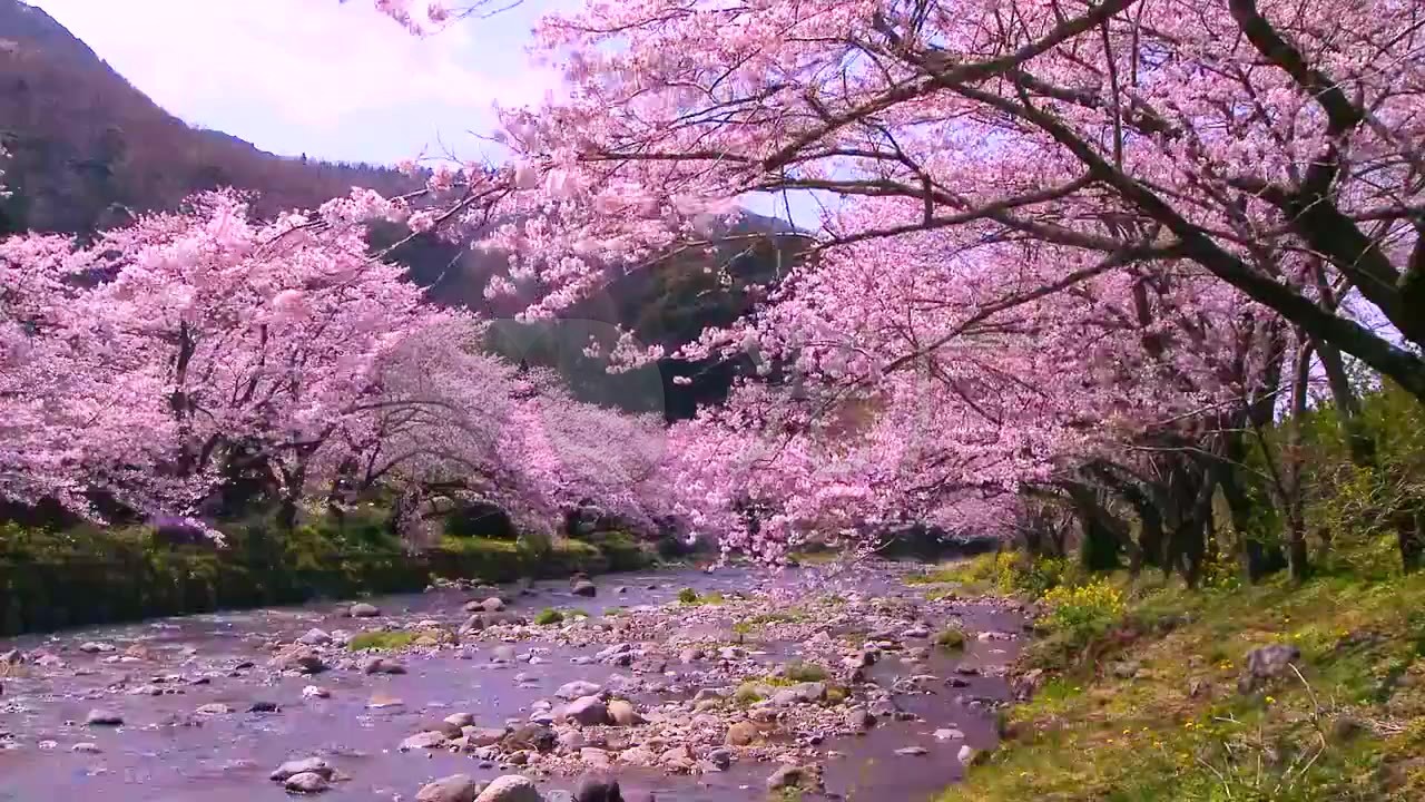 桃花桃树林山水风景世外桃源视频循环