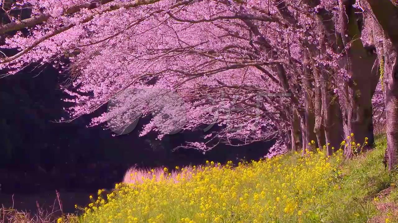 桃花梅花樱花油菜花自然风景花海循环