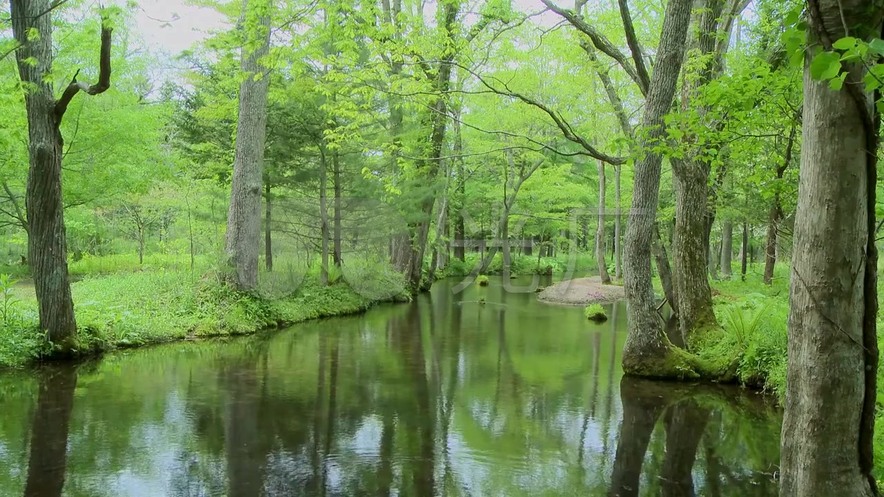森林树林小河溪水自然风景_1280x720_高清视频素材下载(编号:332497)