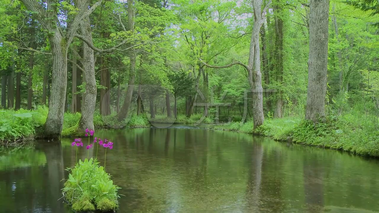 森林树林小河溪水自然风景