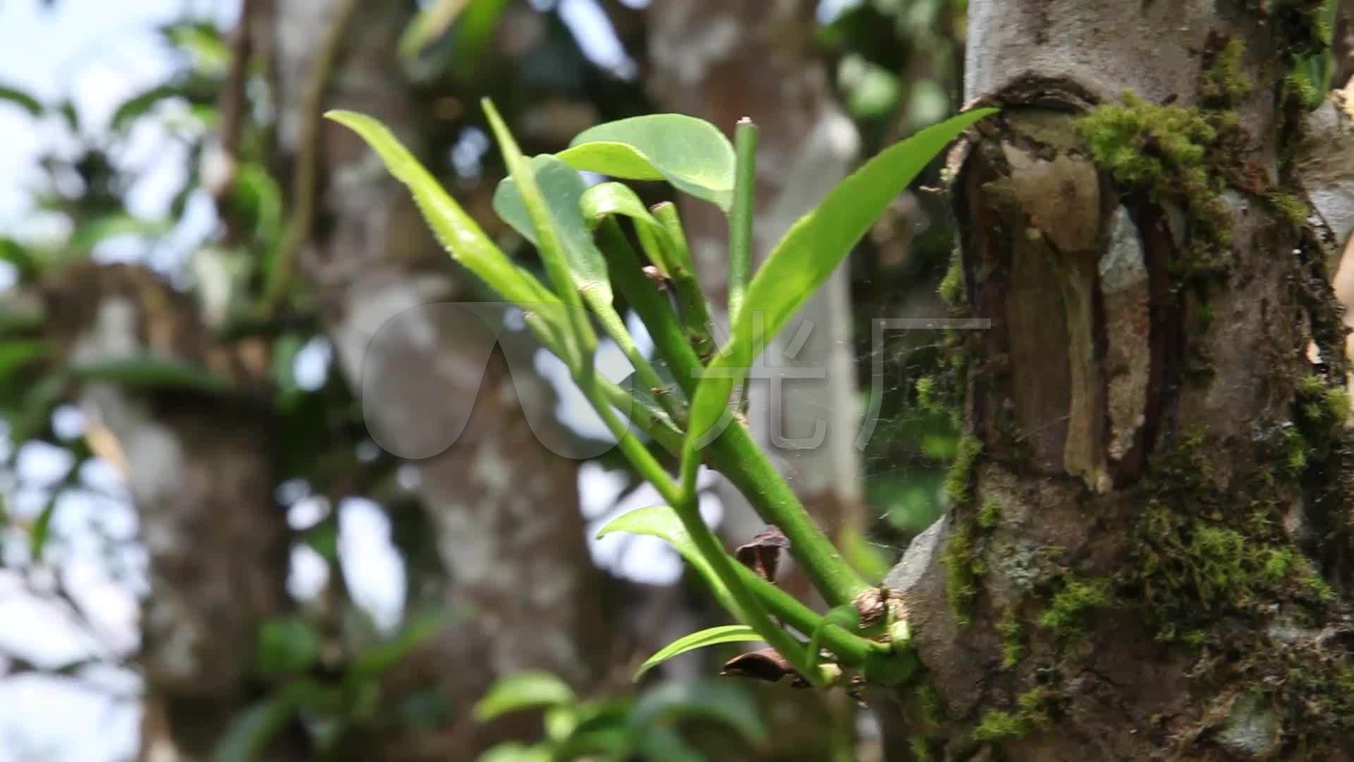 古树茶_1920x1080_高清视频素材下载(编号:336083)_实拍视频_vj师网