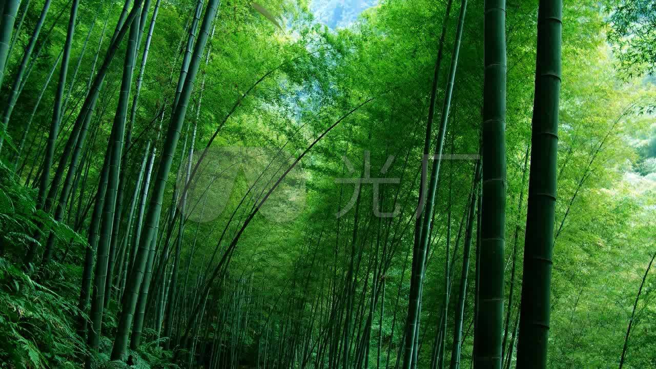 竹子背景