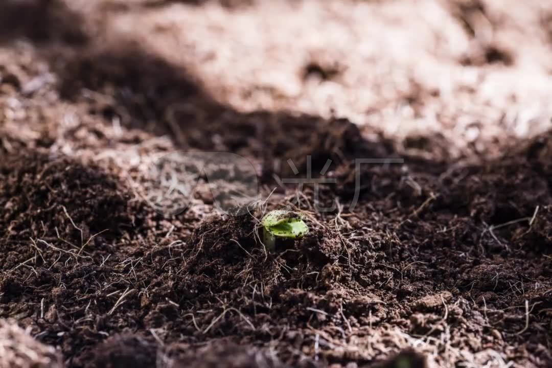 绿色生命种子发芽植物土地镜头特写