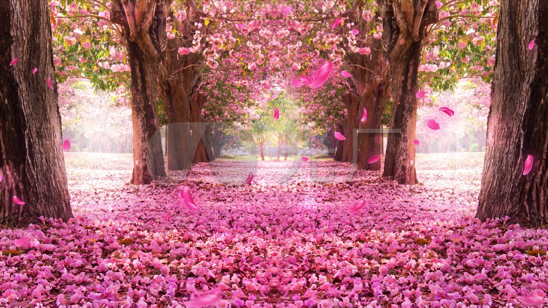 樱花桃花林,甜蜜浪漫